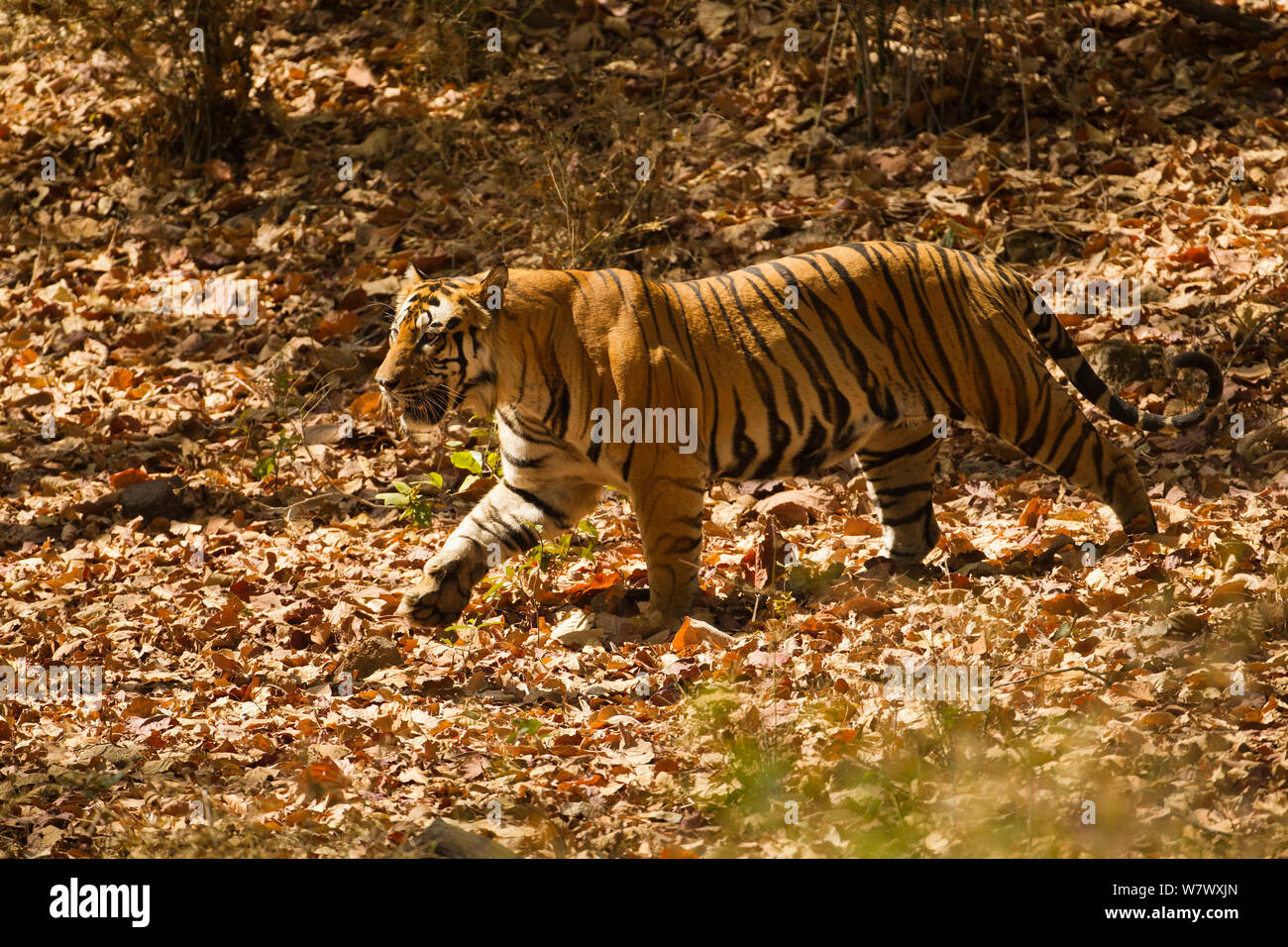 Tigre de Bengala (Panthera tigris tigris) caminar, Parque Nacional Bandhavgarh, Madhya Pradesh, India. Especies en peligro de extinción. Foto de stock