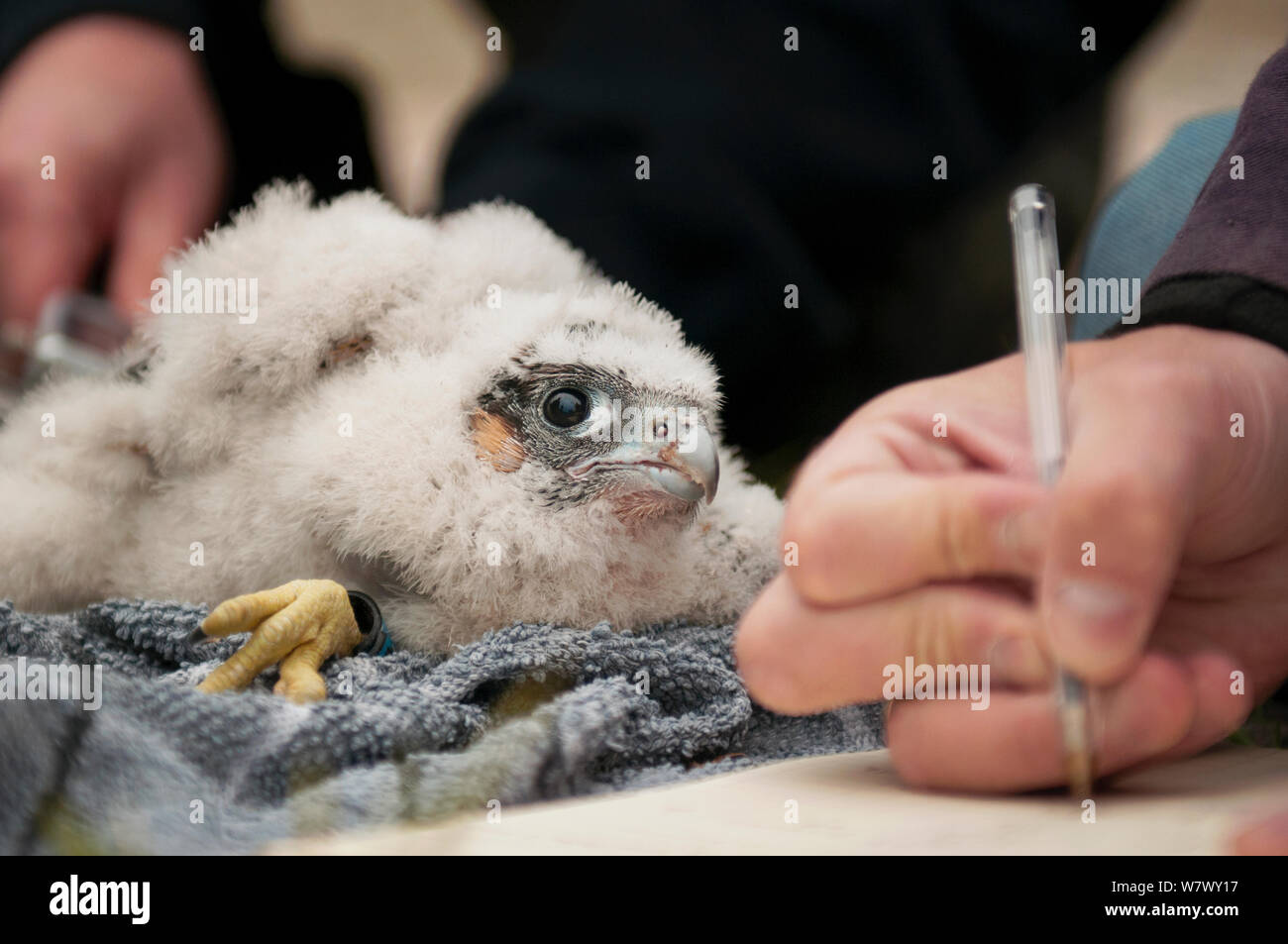 El halcón peregrino (Falco peregrinus) siendo pichones anillados mientras observa y se toman medidas. Somerset, Reino Unido. De mayo de 2013. Foto de stock