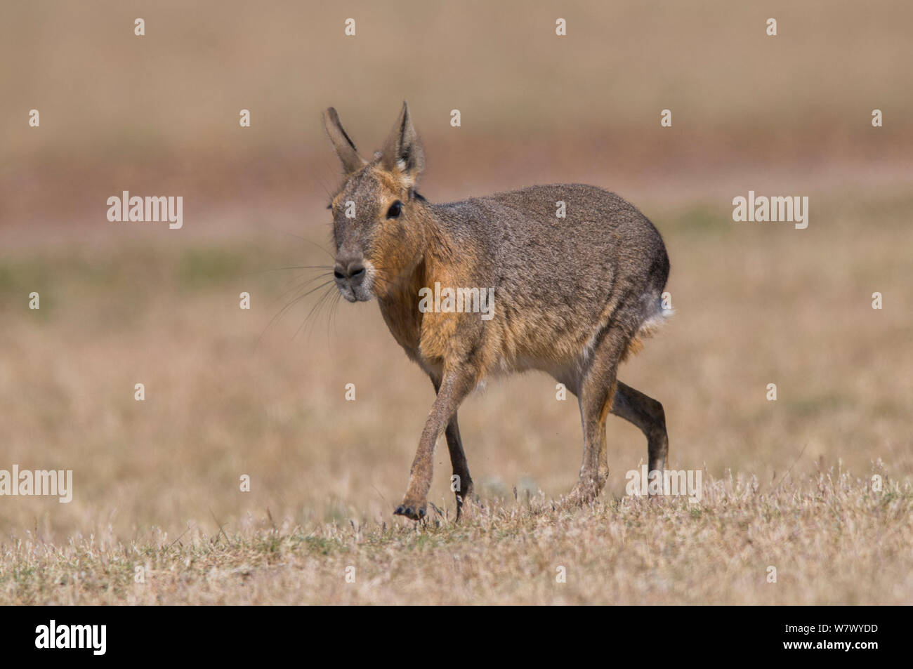 Patagonia / cavy mara (Dolichotis patagonum) caminar, Península Valdés, Chubut, Patagonia, Argentina. Foto de stock