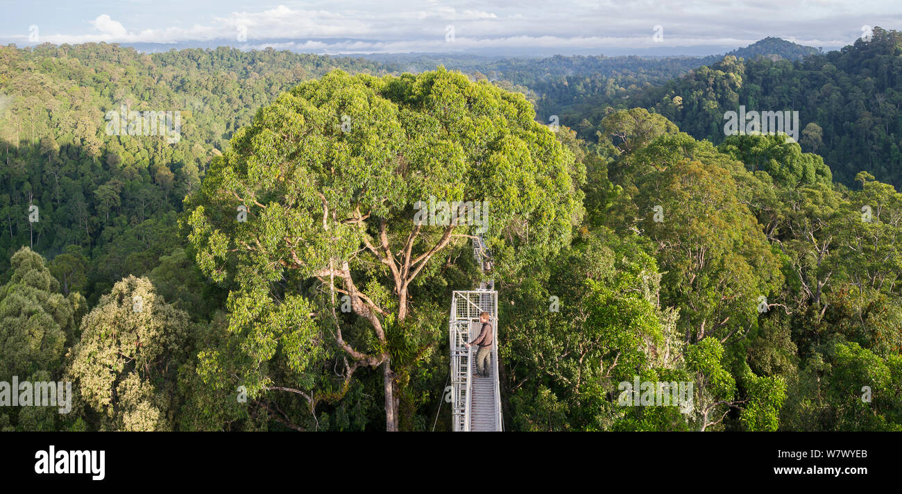 Pasarela mirando por encima de la bóveda del bosque tropical, temprano por la mañana. Parque Nacional Temburong, Brunei, Borneo. En febrero de 2009. Foto de stock