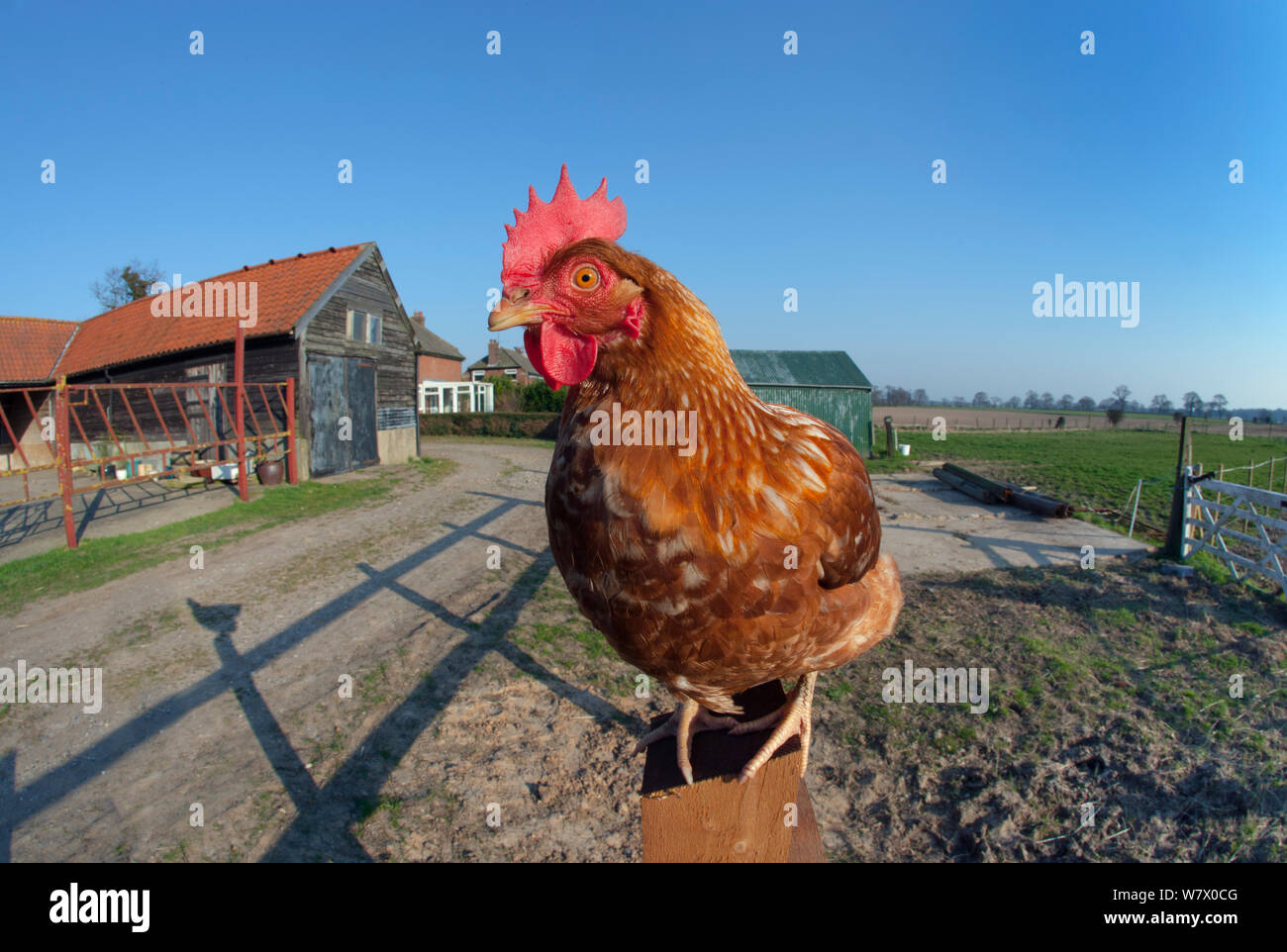 Un surtido de pollo en Norfolk, Inglaterra, la pequeña Abril. Foto de stock