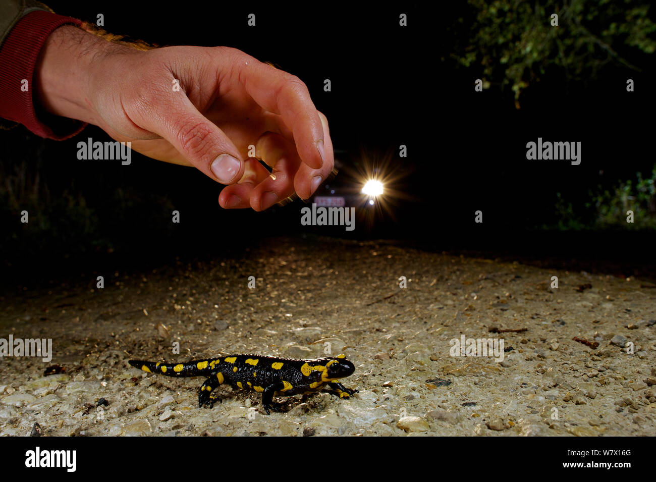 El hombre va a recoger un fuego Salamandra (Salamandra salamandra) que está cruzando la carretera con un coche acercándose, Francia. De noviembre. Foto de stock