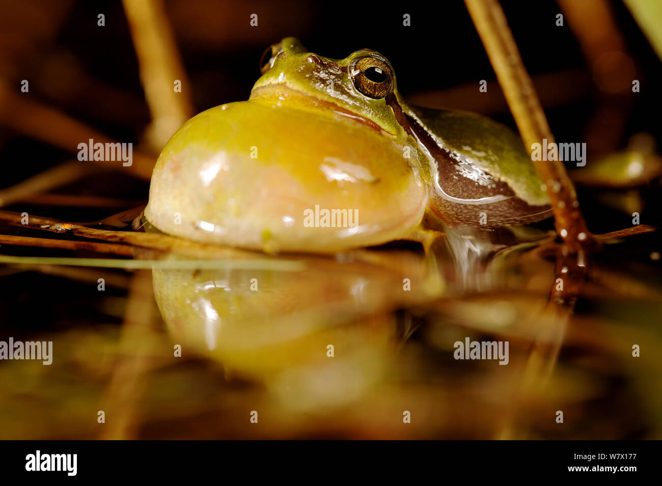 Macho treefrog común (Hyla Arborea) llamando desde la superficie del agua, Bélgica. De abril. Foto de stock