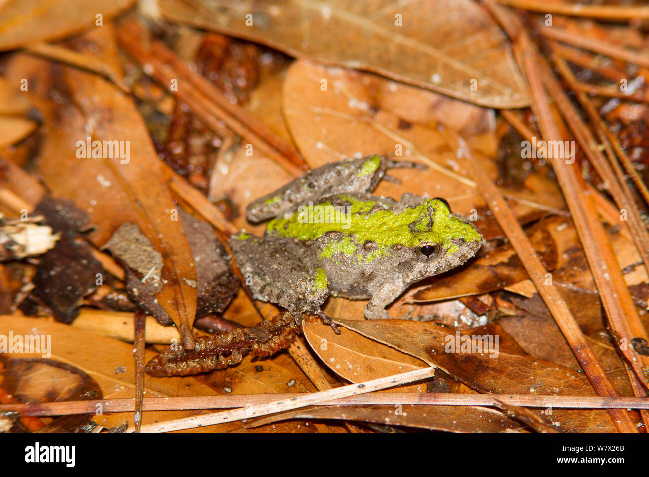 Blanchard's cricket sapo (Acris crepitans blanchardi) Martin muere Jr State Park, Condado de Jasper, Texas, EE.UU. Foto de stock