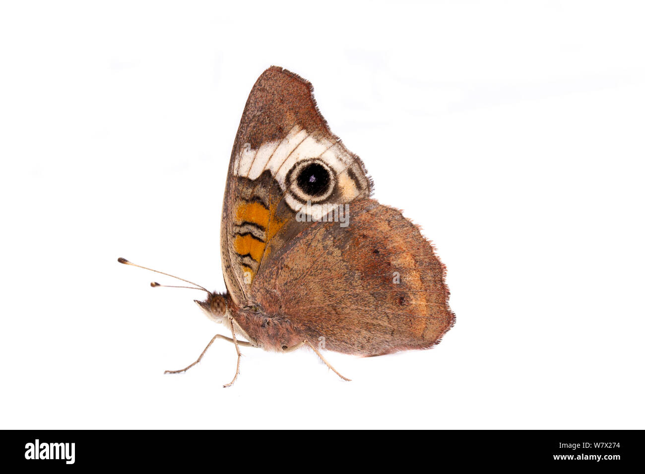 Buckeye común (Junonia coenia) Laboratorio de campo Brackenridge, Austin, Travis County, Texas, EE.UU.. Foto de stock