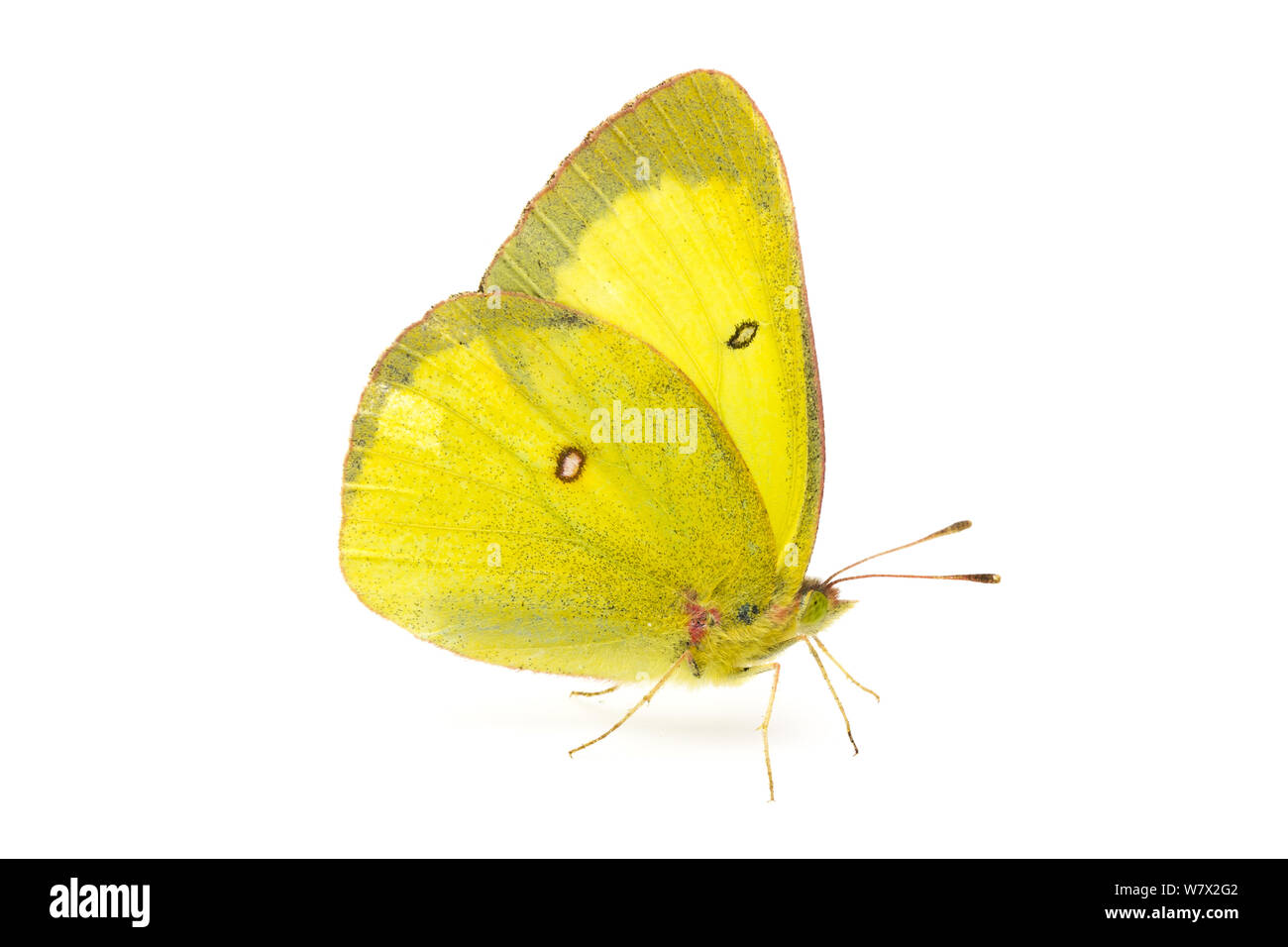 Colias Pinkedged Azufre (interior) macho, la Comarca de Missoula, Montana, USA, Julio. Foto de stock