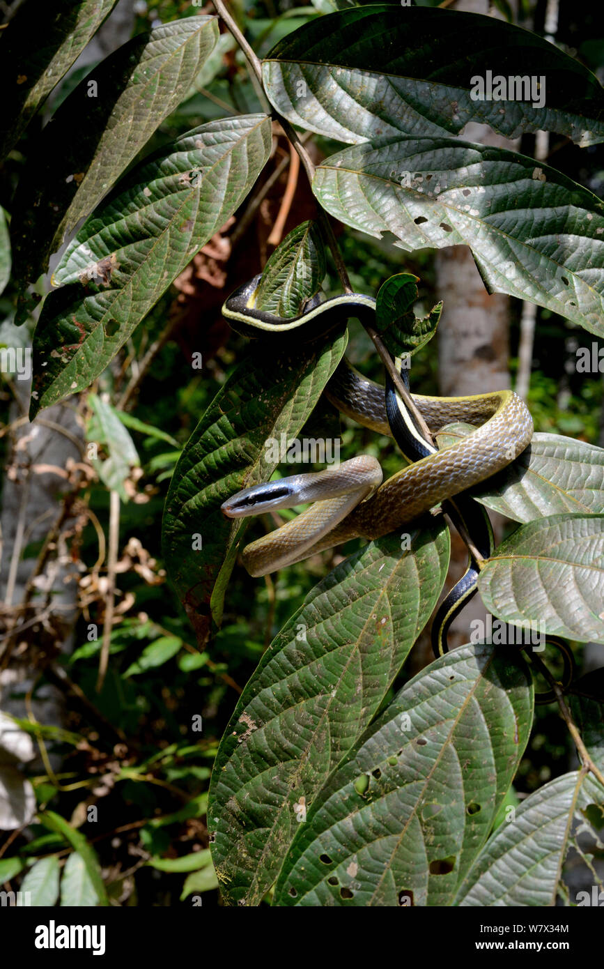 Rata cavernícolas Orthriophis taeniurus ridleyi (serpiente), se mueve en el árbol, Malasia Foto de stock