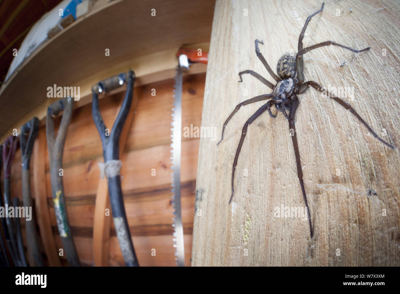 Casa Spider hembra (Tegenaria sp.) en la barraca del jardín. Derbyshire, Reino Unido, marzo. Foto de stock