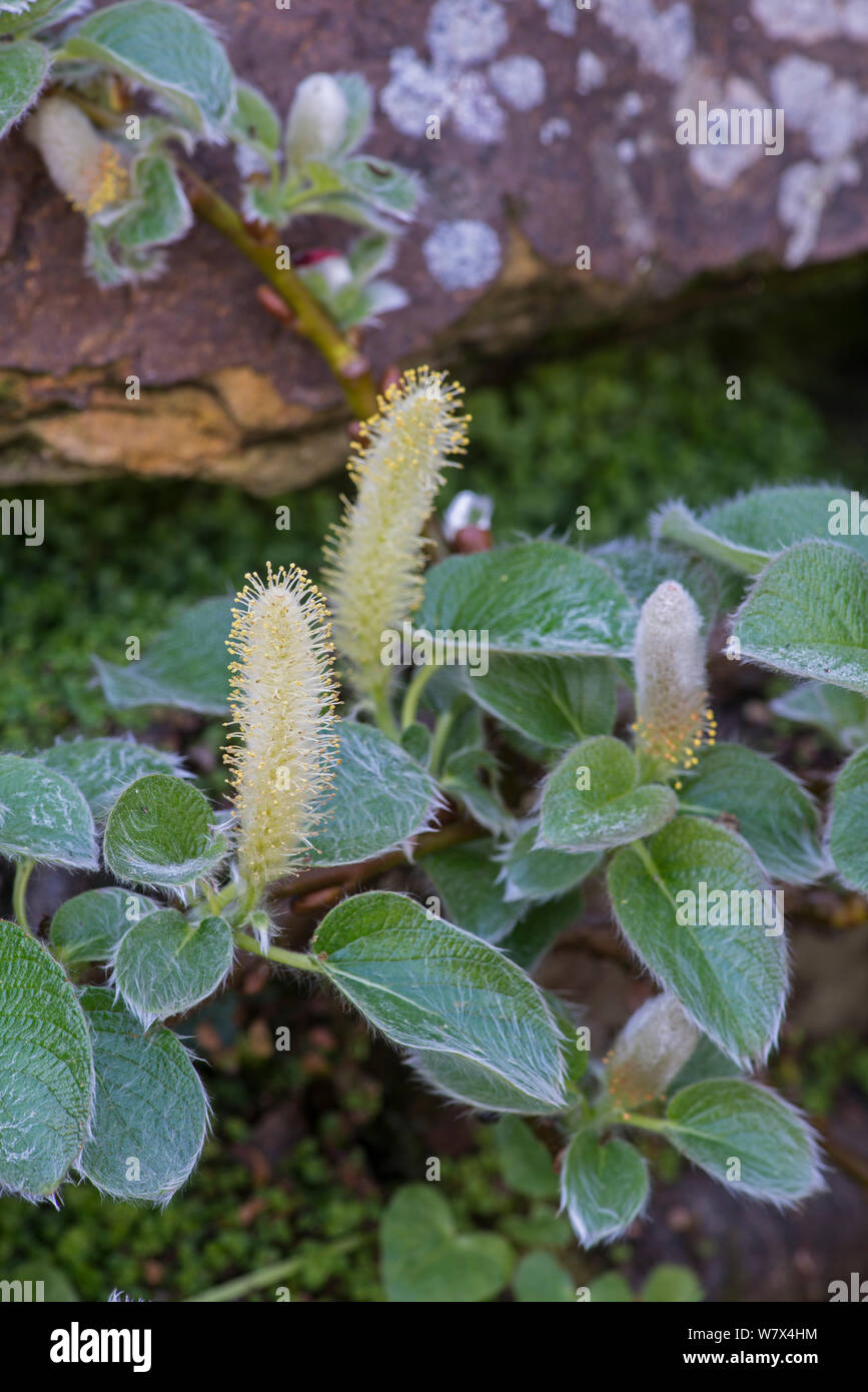 El sauce (Salix enano Yezo nakamurana var. yezoalpina). En cultivo en el jardín botánico, Surrey, Inglaterra. Ocurre en Japón. Foto de stock