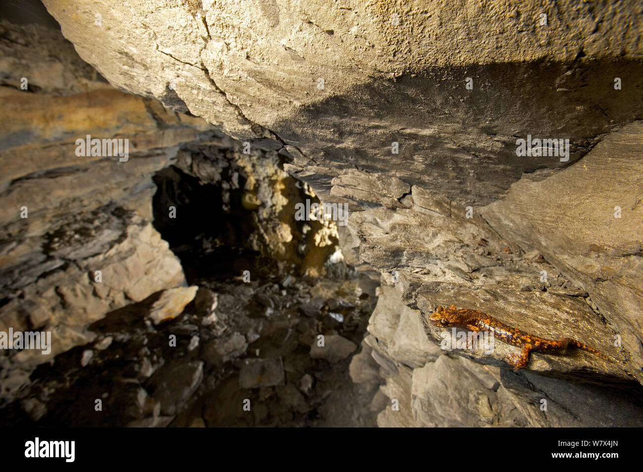 Strinati&#39;s cueva salamandra (Hydromantes strinatii) en su hábitat. Italia. De abril de 2014 Foto de stock