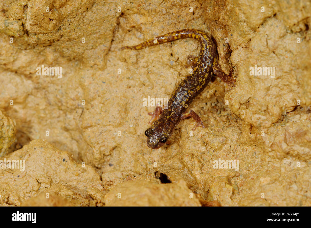 Strinati&#39;s cueva salamandra (Hydromantes strinatii), Italia, abril. Foto de stock