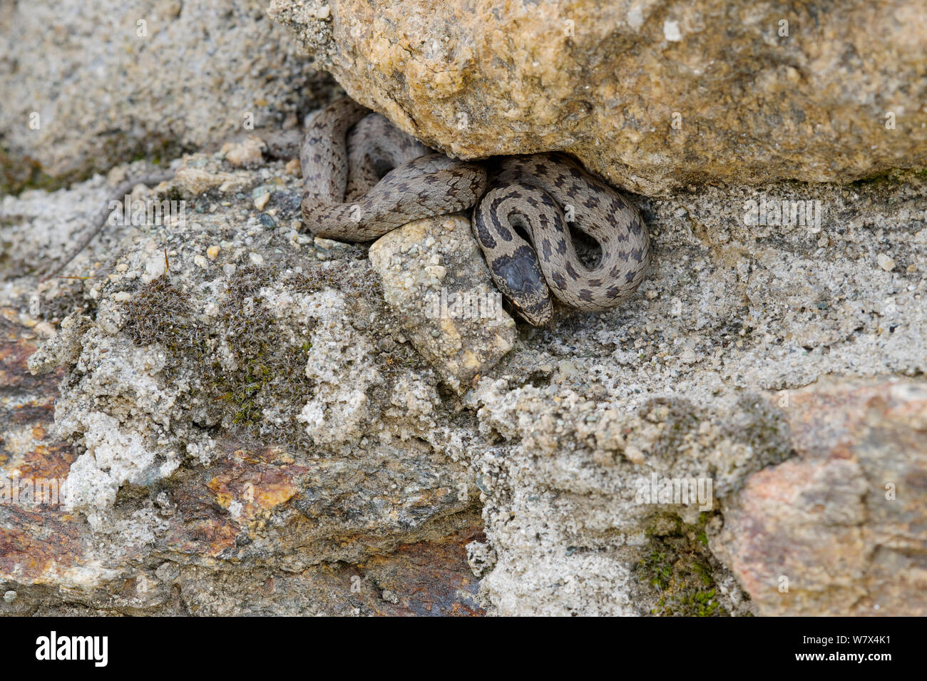 Culebra lisa (Coronella austriaca), Italia, abril. Foto de stock