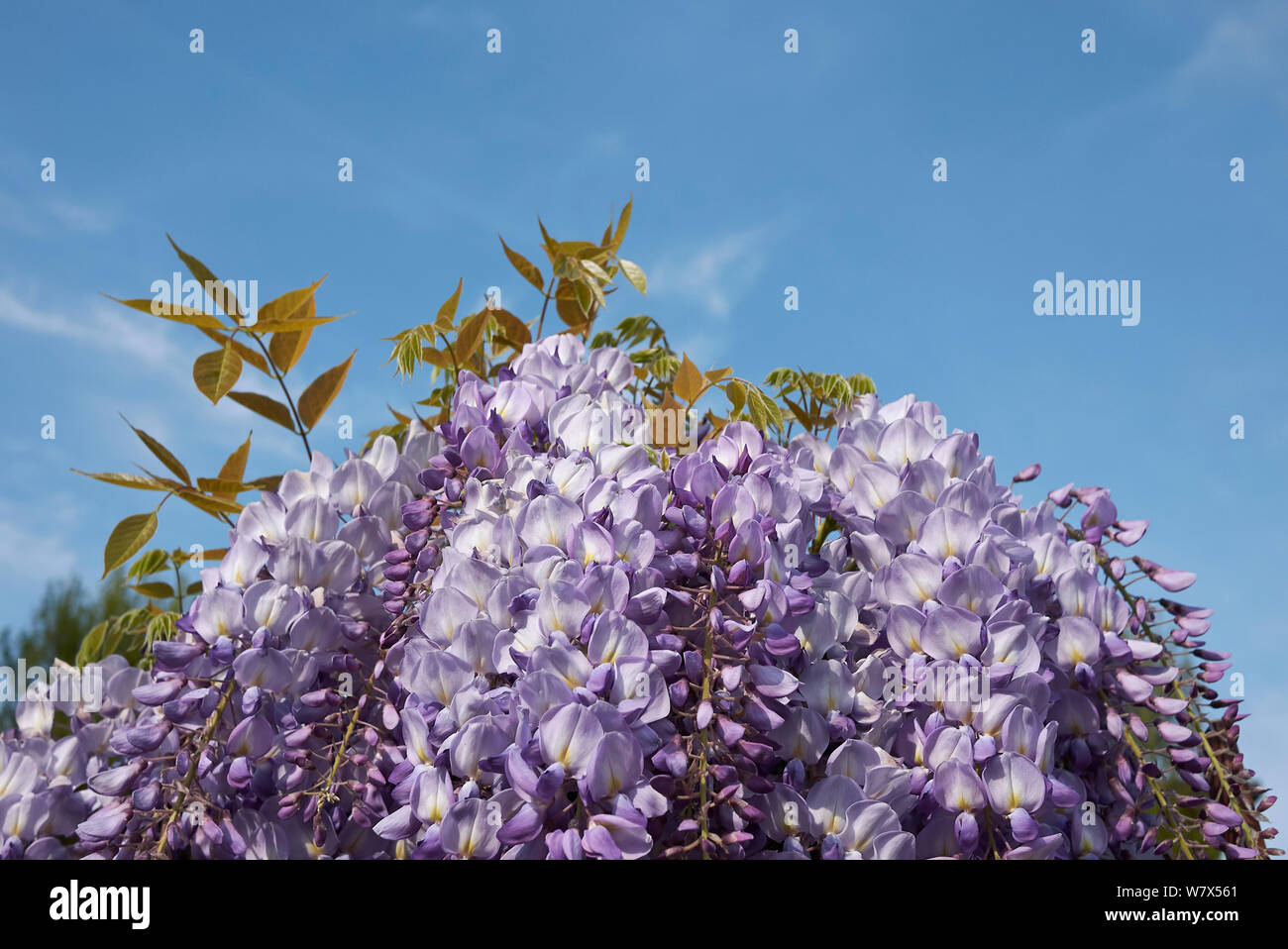 Flores de color lila de Wisteria sinensis planta trepadora Fotografía de  stock - Alamy