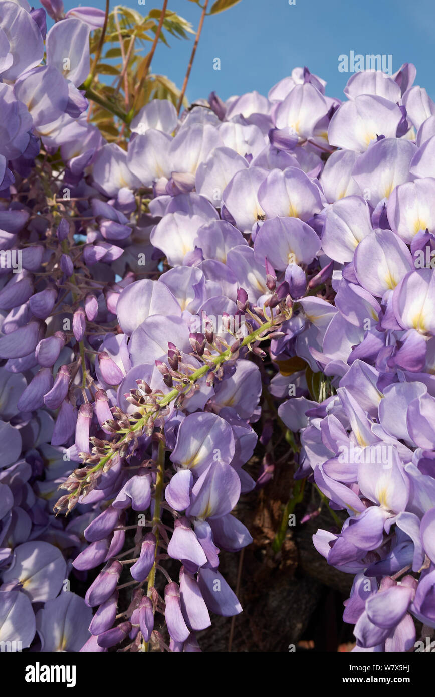 Flores de color lila de Wisteria sinensis planta trepadora Fotografía de  stock - Alamy