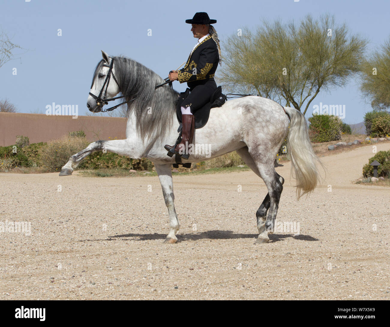 Jinete Manuel Trigo en traje tradicional española la realización de doma de caballo, gris Mare Andaluza, Phoenix, Arizona, EE.UU. Febrero de 2012. Modelo liberado Foto de stock