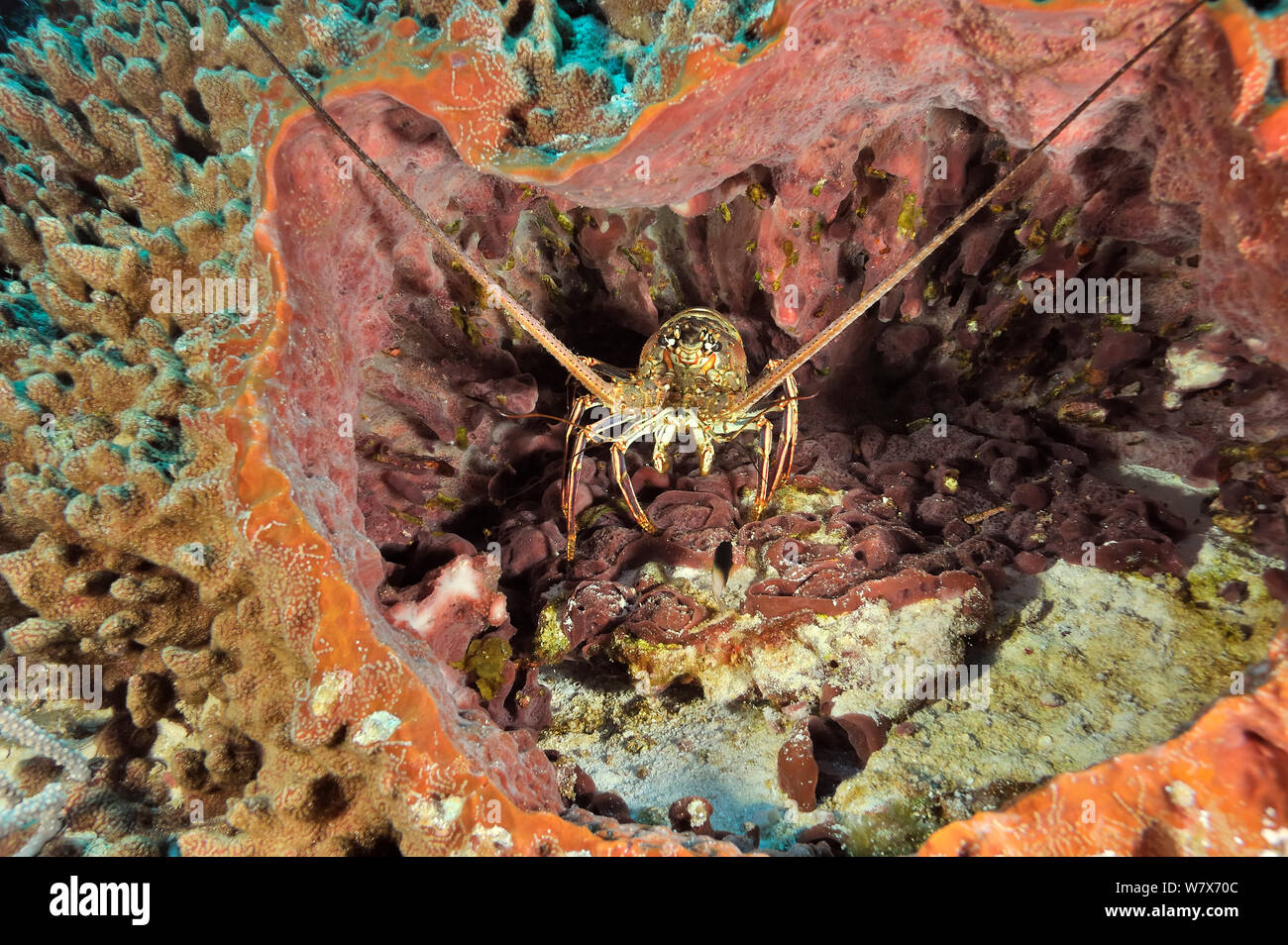 Langosta del caribe (Panulirus argus) en un gigante de la esponja Barril (Xestospongia muta), la isla de San Salvador / Colombus Island, Bahamas. Caribe. Foto de stock