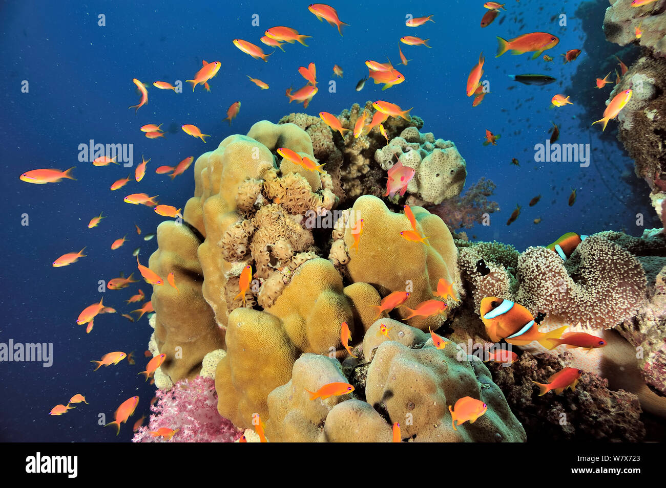 Drop off coral con corales duros (Porites) y jewel fairy basslets (Pseudanthias squamipinnis) y dos bandas (anemonefish Amphiprion bicinctus) en una Mertens&#39; Stichodactyla mertensii anémona de mar (Sudán). Mar Rojo. Foto de stock