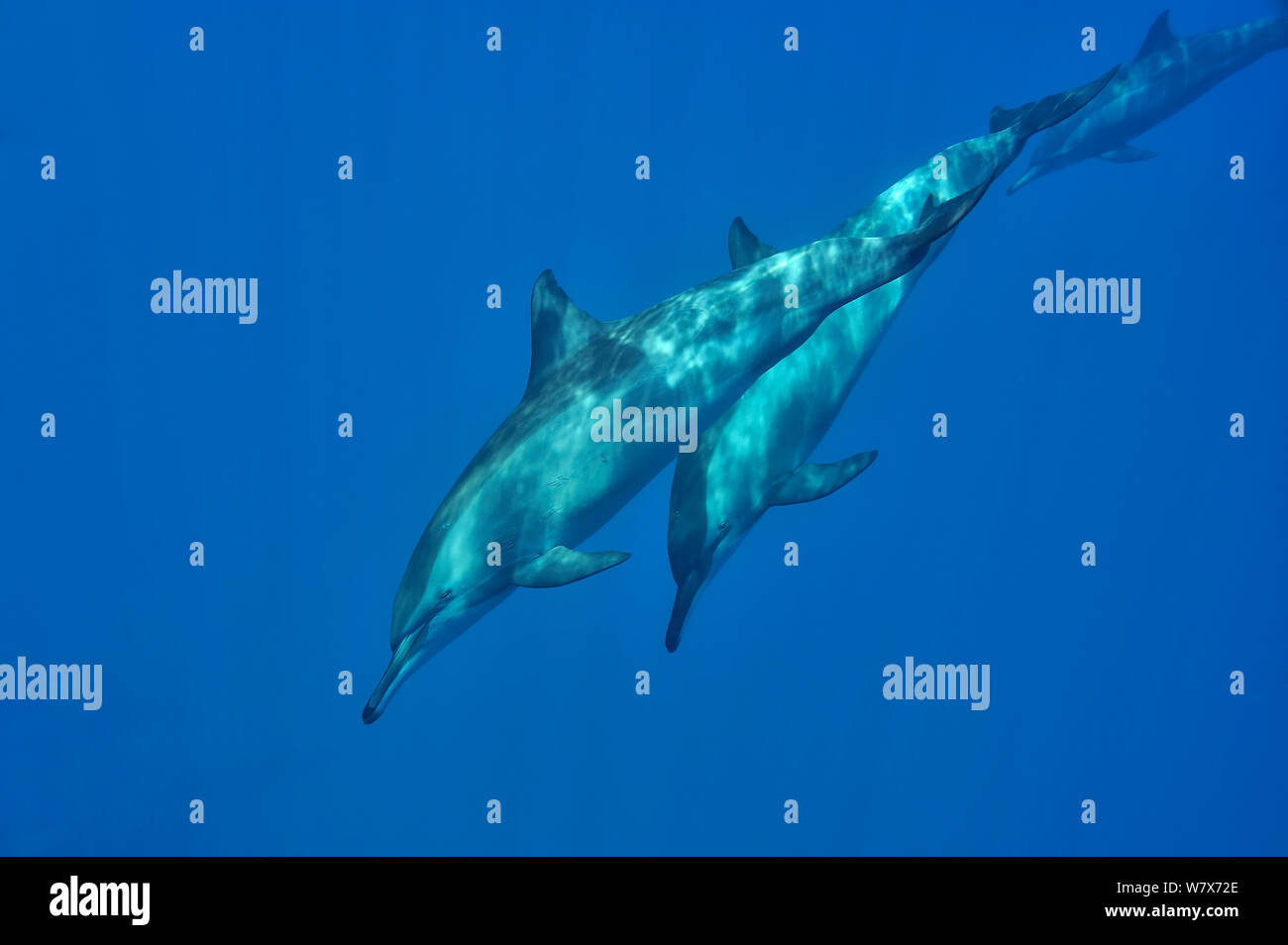 Vaina de delfines (Stenella longirostris) de Sudán. Mar Rojo. Foto de stock