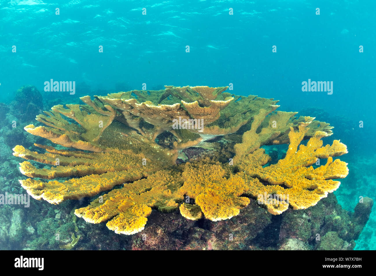 Elkhorn coral tabla (Acropora palmata) Isla Guadalupe, México. Caribe ...