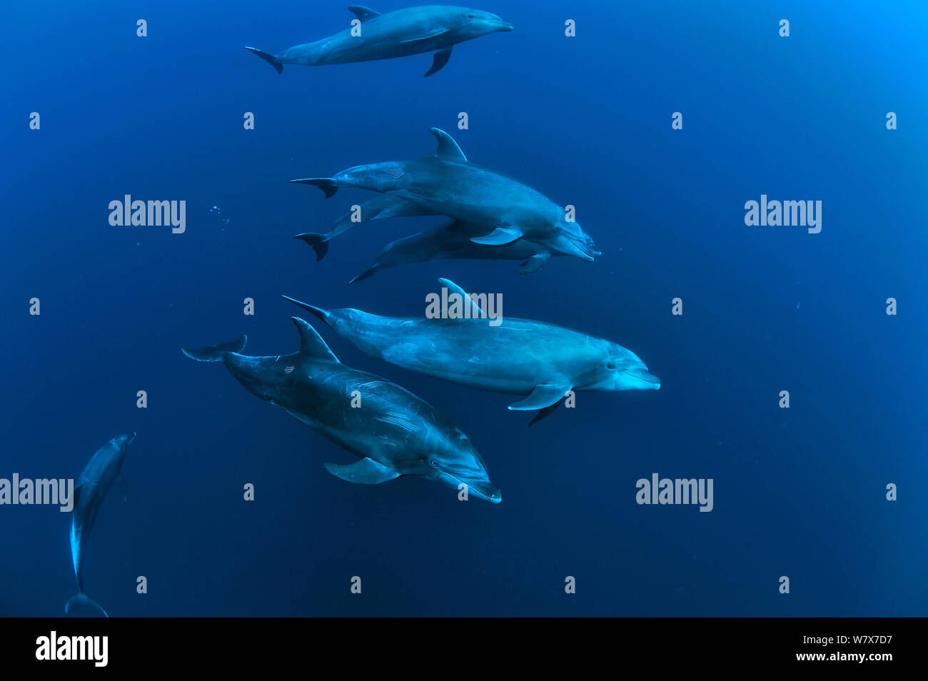 Grupo de delfines nariz de botella (Tursiops truncatus), natación, las Islas Revillagigedo, México. Océano Pacífico. Foto de stock