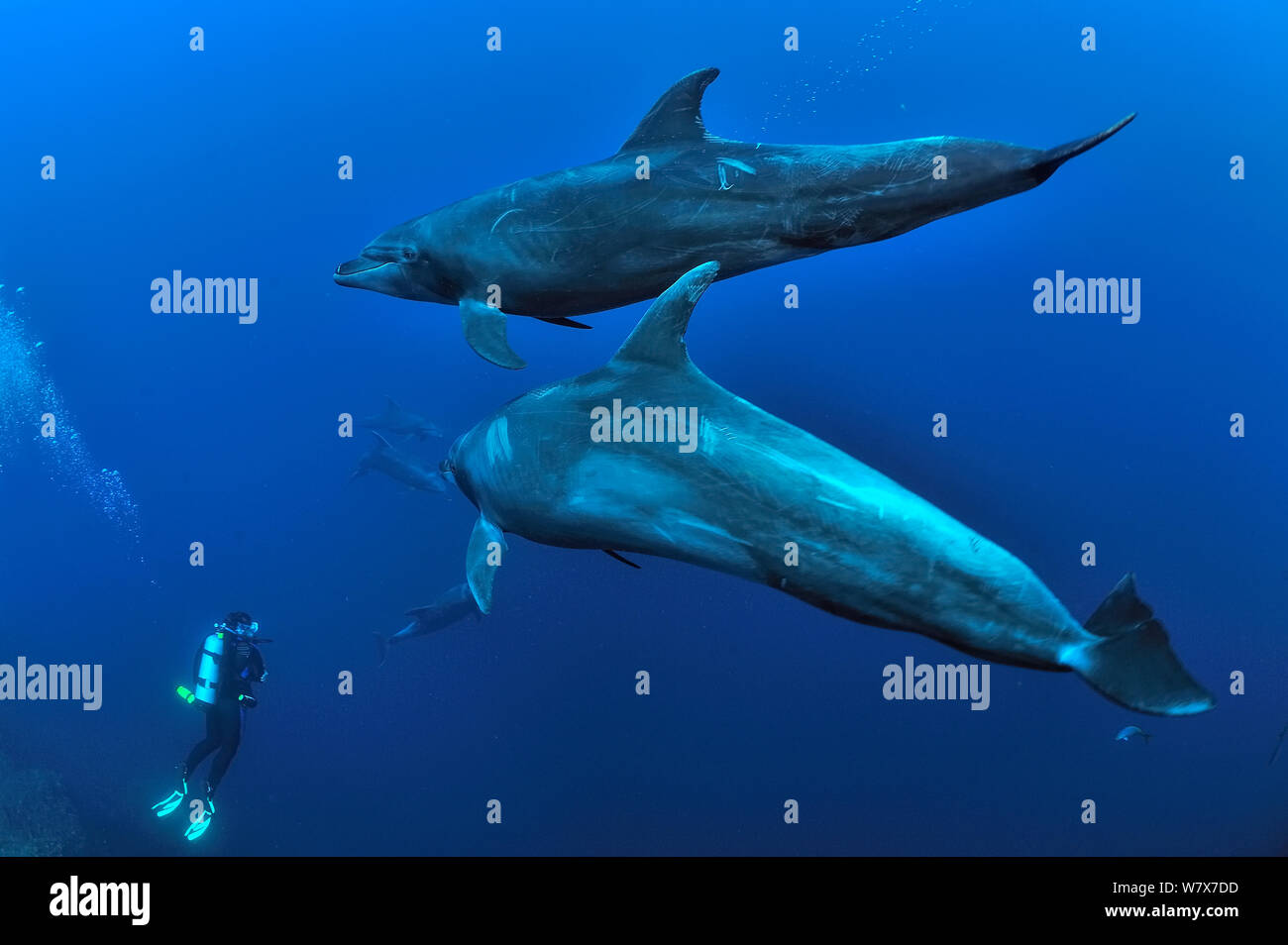 Buzo con un grupo de delfines nariz de botella (Tursiops truncatus), natación, las Islas Revillagigedo, México. Océano Pacífico. De junio de 2012. Foto de stock