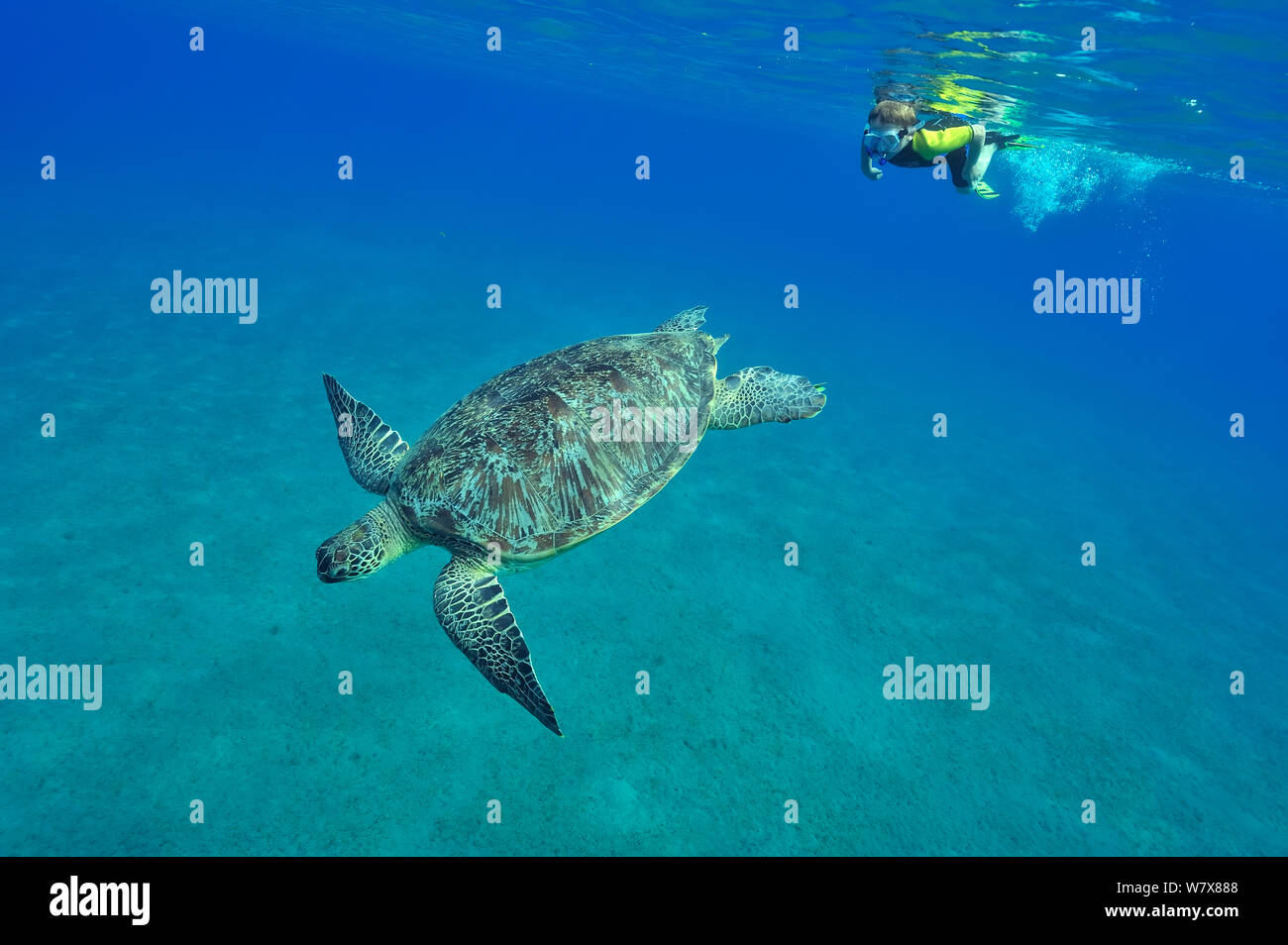 Joven snorkeling en la superficie cerca de una tortuga verde (Chelonia mydas) Egipto. Mar Rojo. En junio de 2010. Foto de stock