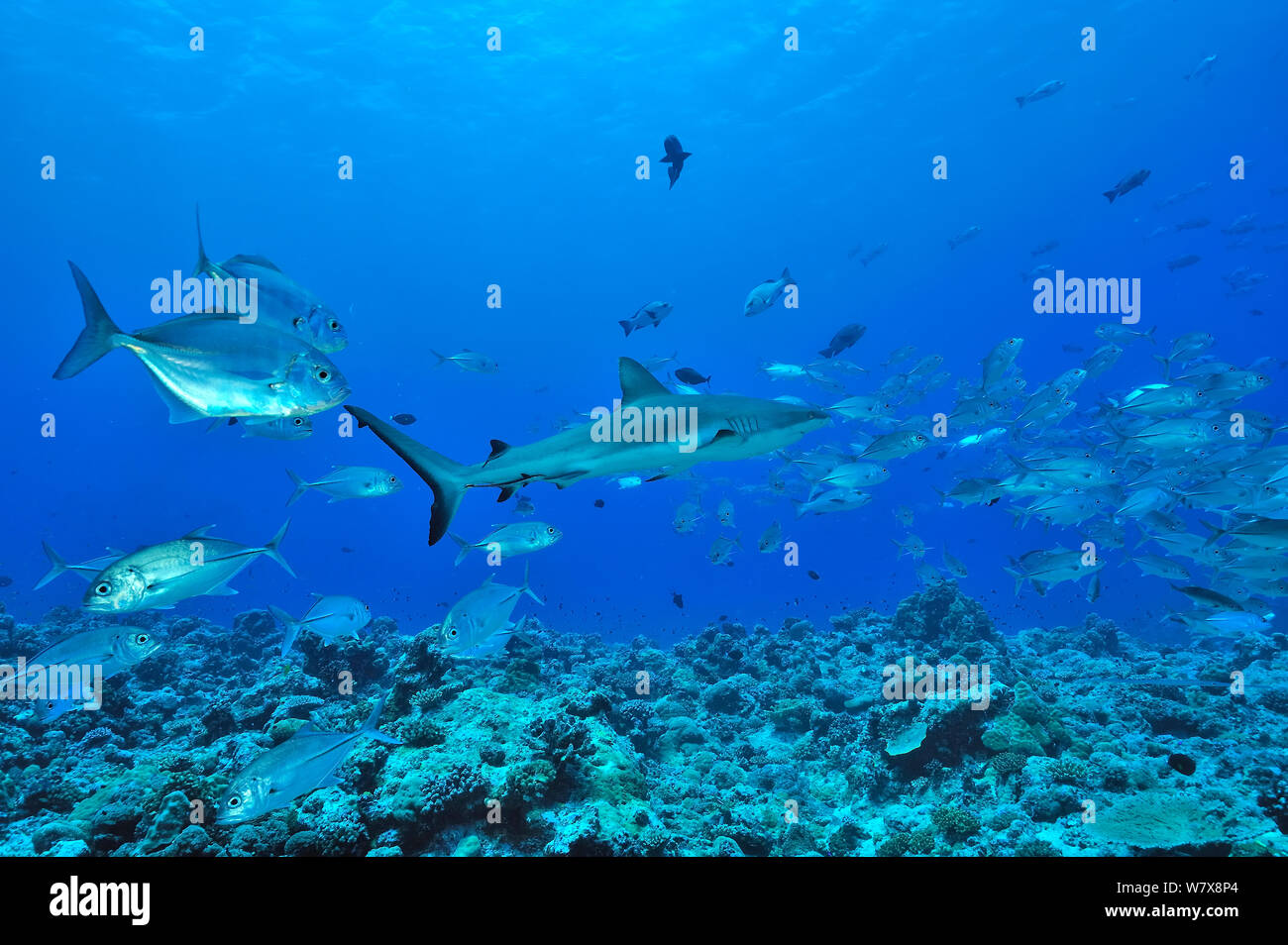 Tiburón gris de arrecife (Carcharhinus amblyrhinchos) rodeado por jureles patudo / gatos (Caranx sexfasciatus) Palau. Mar de Filipinas. Foto de stock