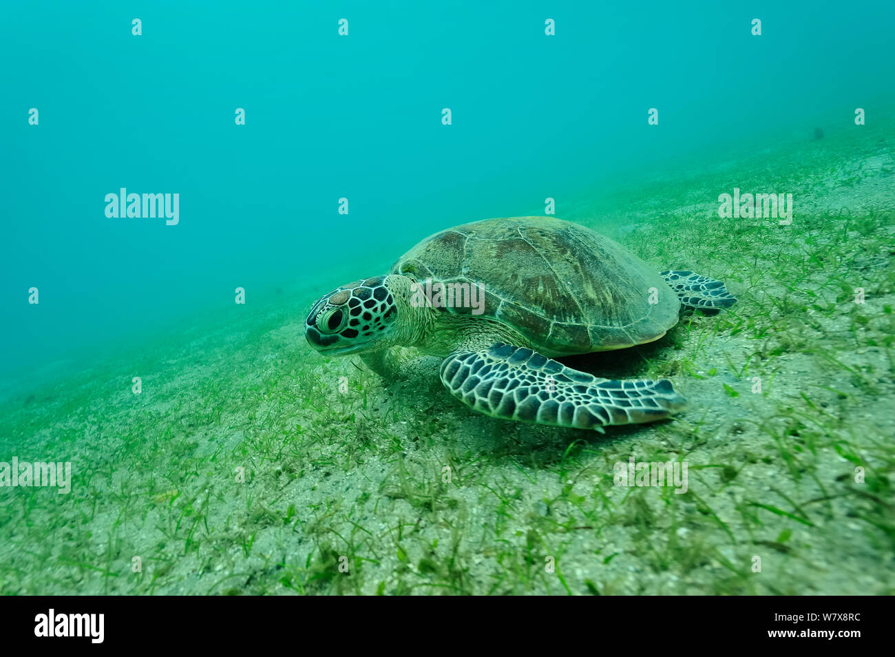 La tortuga verde (Chelonia mydas) en el suelo marino, Mayotte. Océano Índico. Foto de stock