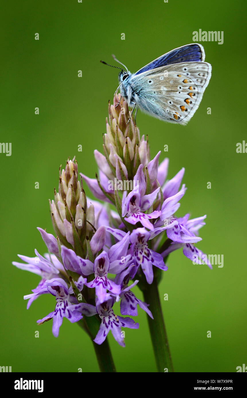 Mariposa Azul común (Polyommatus icarus) descansando en común orquídea manchada. Powerstock Common, Dorset, Reino Unido, Mayo. Foto de stock