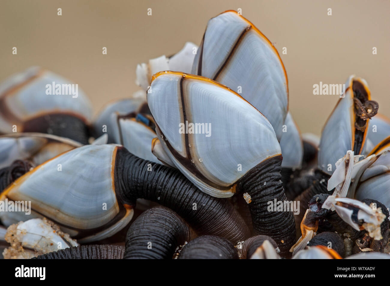 Percebes (Lepas anatifera) Aquitania, Francia, Mayo. Foto de stock