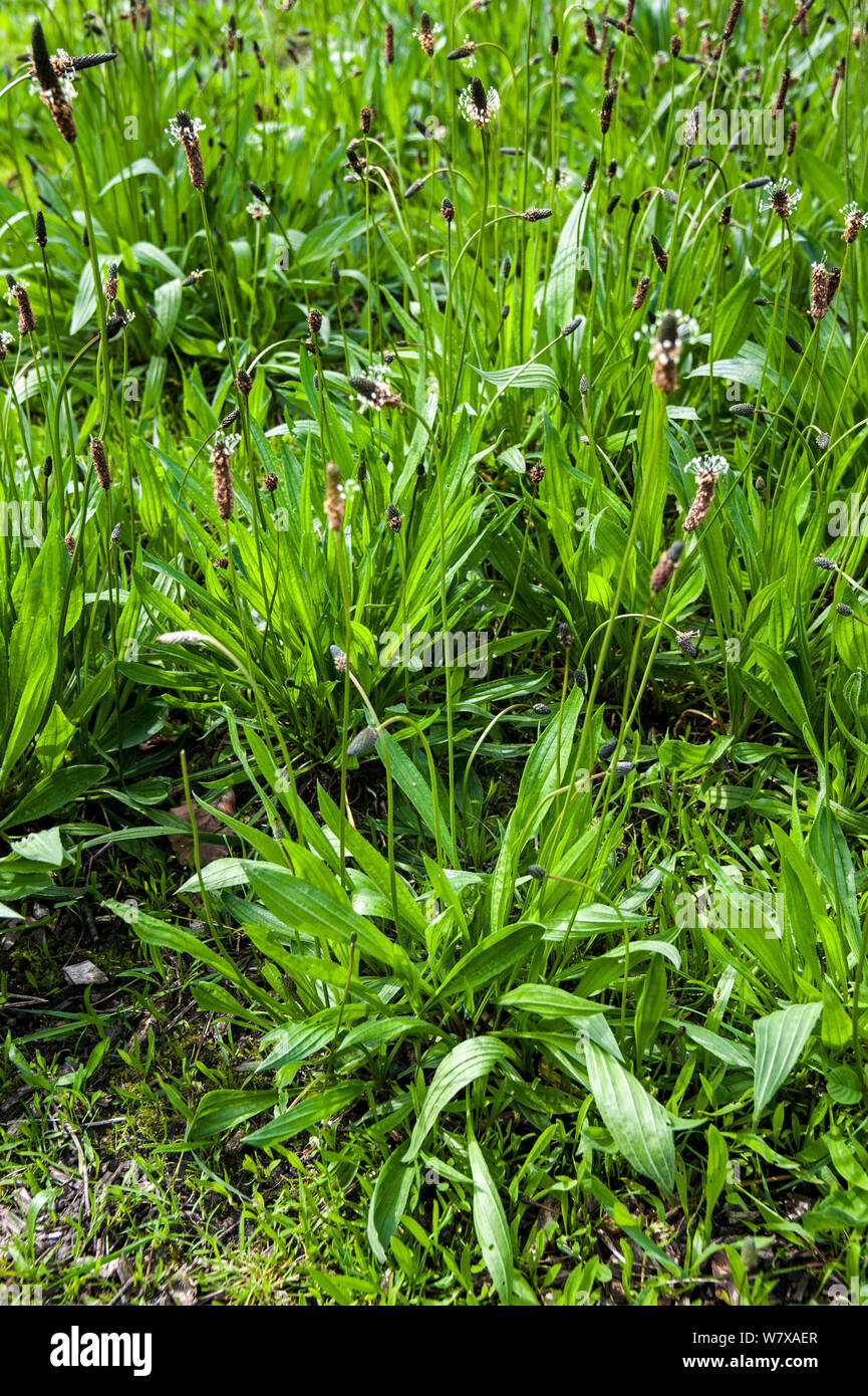 Llantén menor (Plantago lanceolata) en flor, Bélgica en abril. Foto de stock