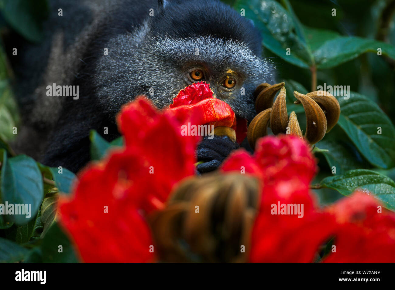 Mono bebiendo fotografías e imágenes de alta resolución - Página 4 - Alamy