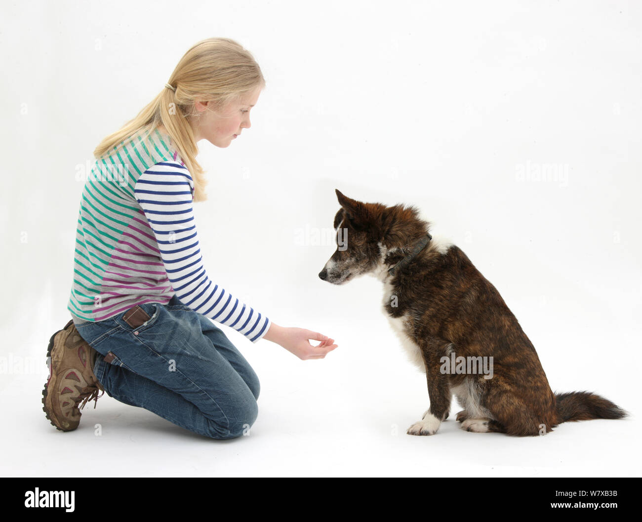 Chica ofreciendo a agitar las manos con mongrel dog. Modelo liberado Foto de stock