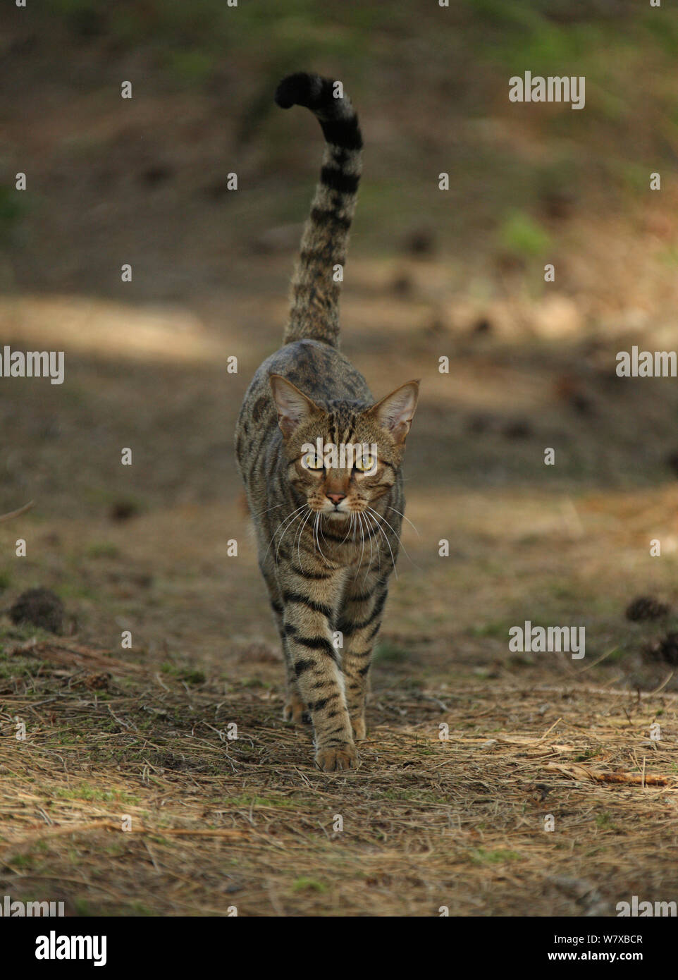 Gato de Bengala de pie caminando sobre las agujas de pino. Foto de stock