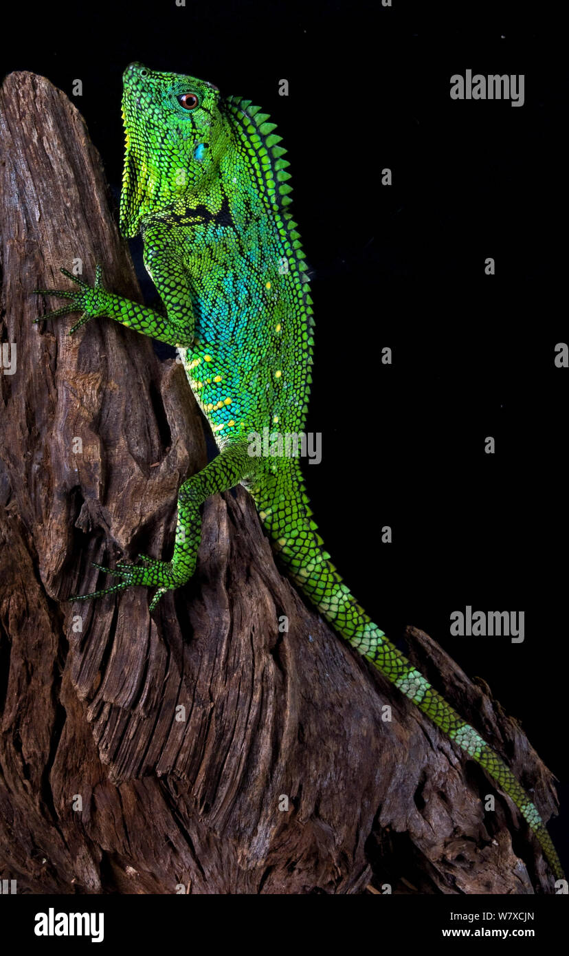 Encabezados de ángulo (lagarto Gonocephalus doriae) cautivo, ocurre en Indonesia, Malasia y Tailandia. Foto de stock