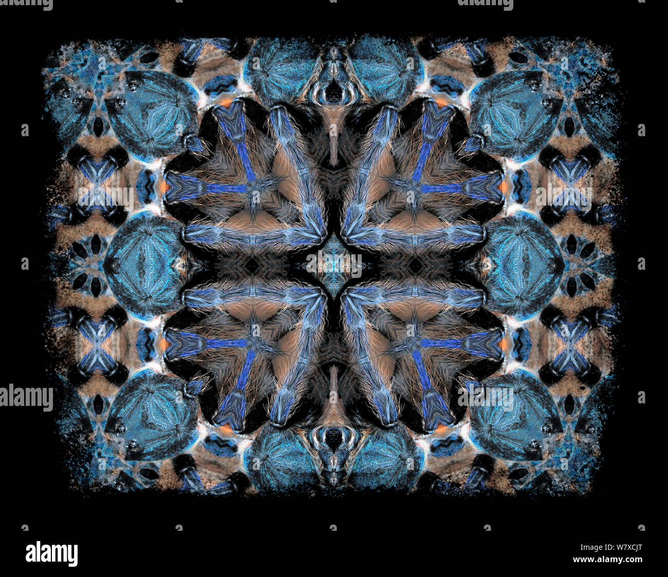 Calidoscopio patrón formado a partir de la imagen de Greenbottle blue tarantula (Chromatopelma cyaneopubescens) - ver imagen original número 01482830 embargados por NAT GEO hasta finales de 2015 Foto de stock