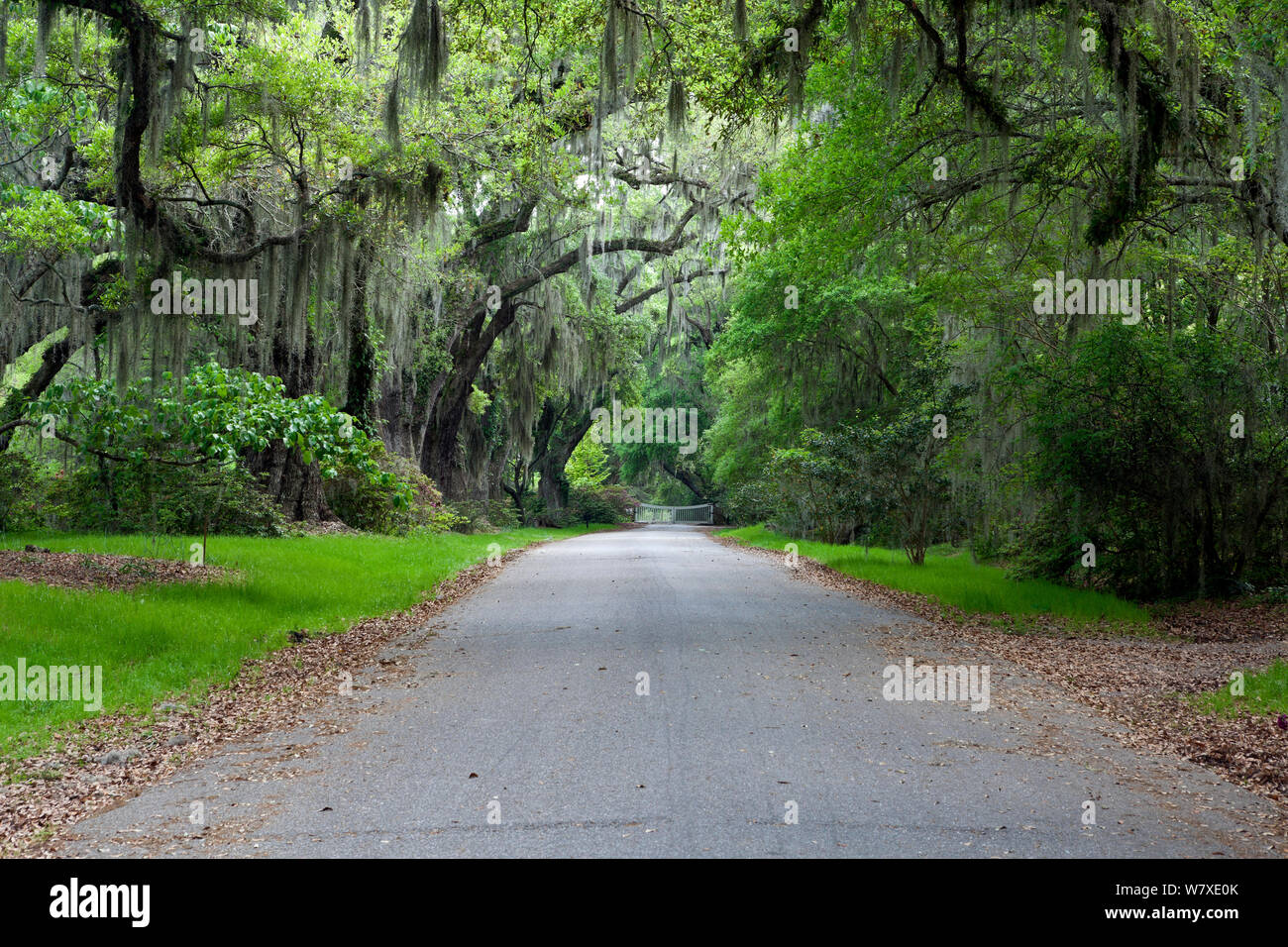 Oak Avenue con musgos colgantes en Magnolia Plantation y Gardens, cerca de  Charleston, Carolina del Sur, EE.UU Fotografía de stock - Alamy