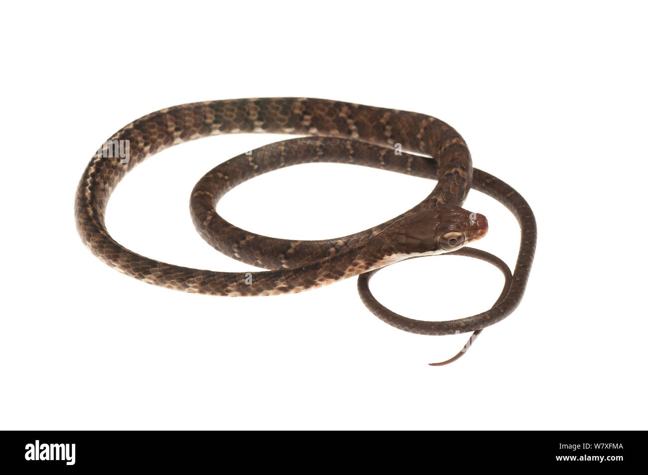 Brown sipo snake (Chironius fuscus), el río Berbice, Guyana, septiembre. Proyecto Meetyourneighbors.net. Foto de stock