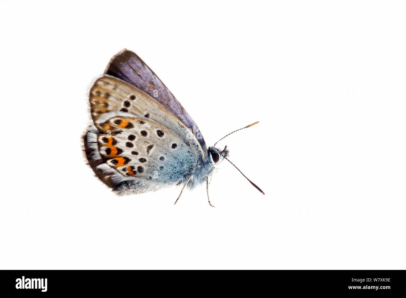 Mariposa Azul común (Polyommatus icarus) De Moeren Reserva Natural, Zundert, Holanda, proyecto meetyourneighbors.net Abril. Foto de stock