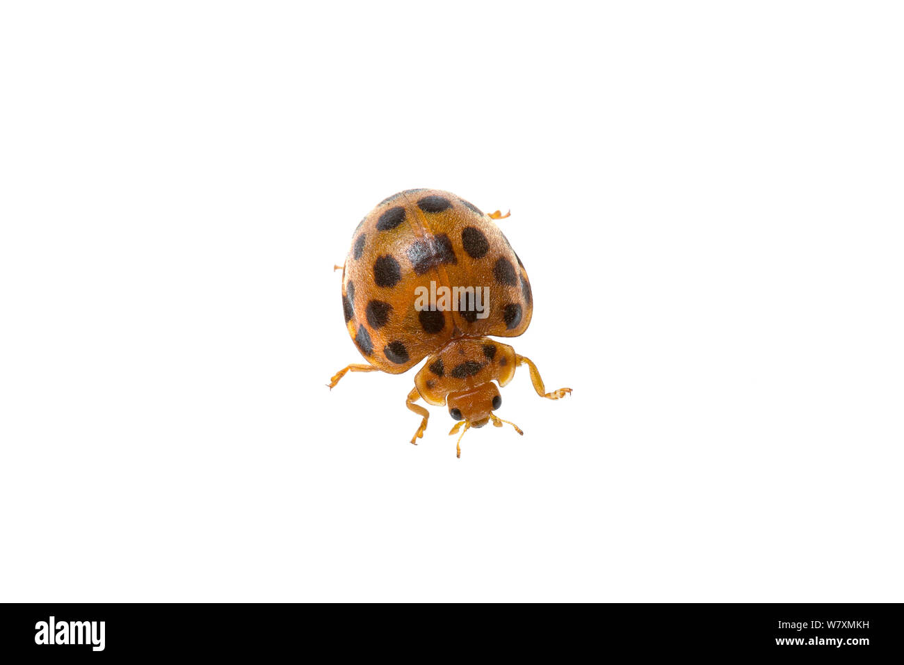 Veintiocho Spot Mariquita (Henosepilachna vigintioctopunctata) Stirling Gama Jarrah Forest National Park, biorregión, Cranbrook Shire, Australia Occidental. Proyecto Meetyourneighbtous.net Foto de stock