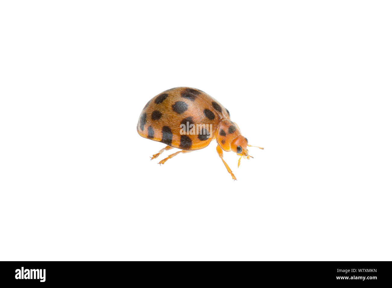 Veintiocho Spot Mariquita (Henosepilachna vigintioctopunctata) Stirling Gama Jarrah Forest National Park, biorregión, Cranbrook Shire, Australia Occidental. Proyecto Meetyourneighbtous.net Foto de stock