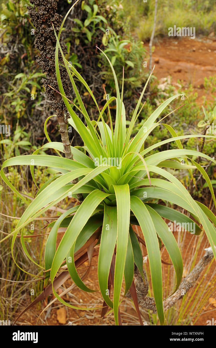 Planta (Dracophyllum dracophyllum), el Parque Provincial de la Rivière Bleue / Blue River Provincial Park, Nueva Caledonia. Endémico. Foto de stock