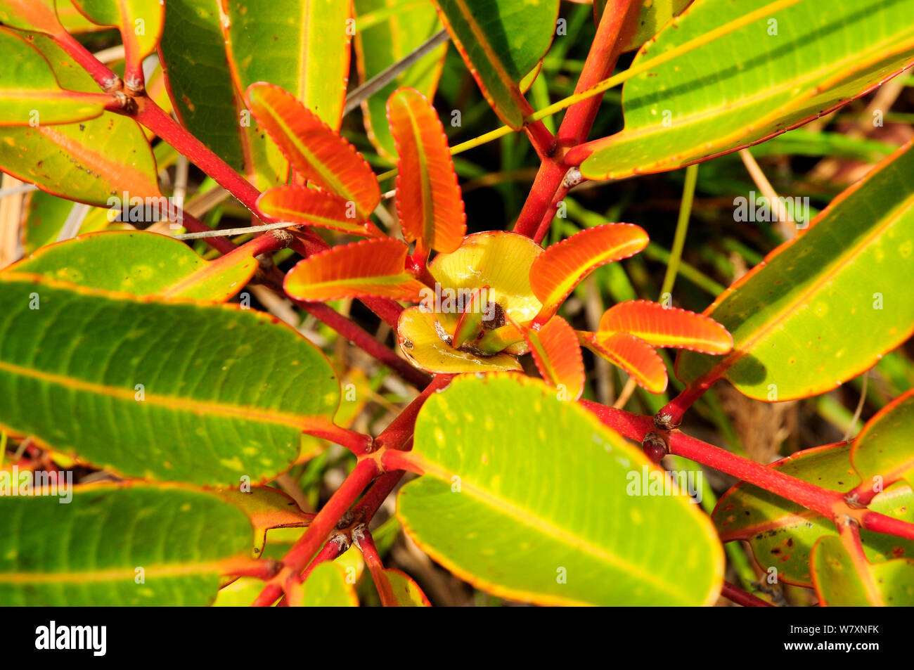 Planta (Cunonia macrophylla) cerca de hojas, Blue River Provincial Park / Parque Provincial de la Riviere Bleue, Nueva Caledonia. Especies endémicas. Foto de stock