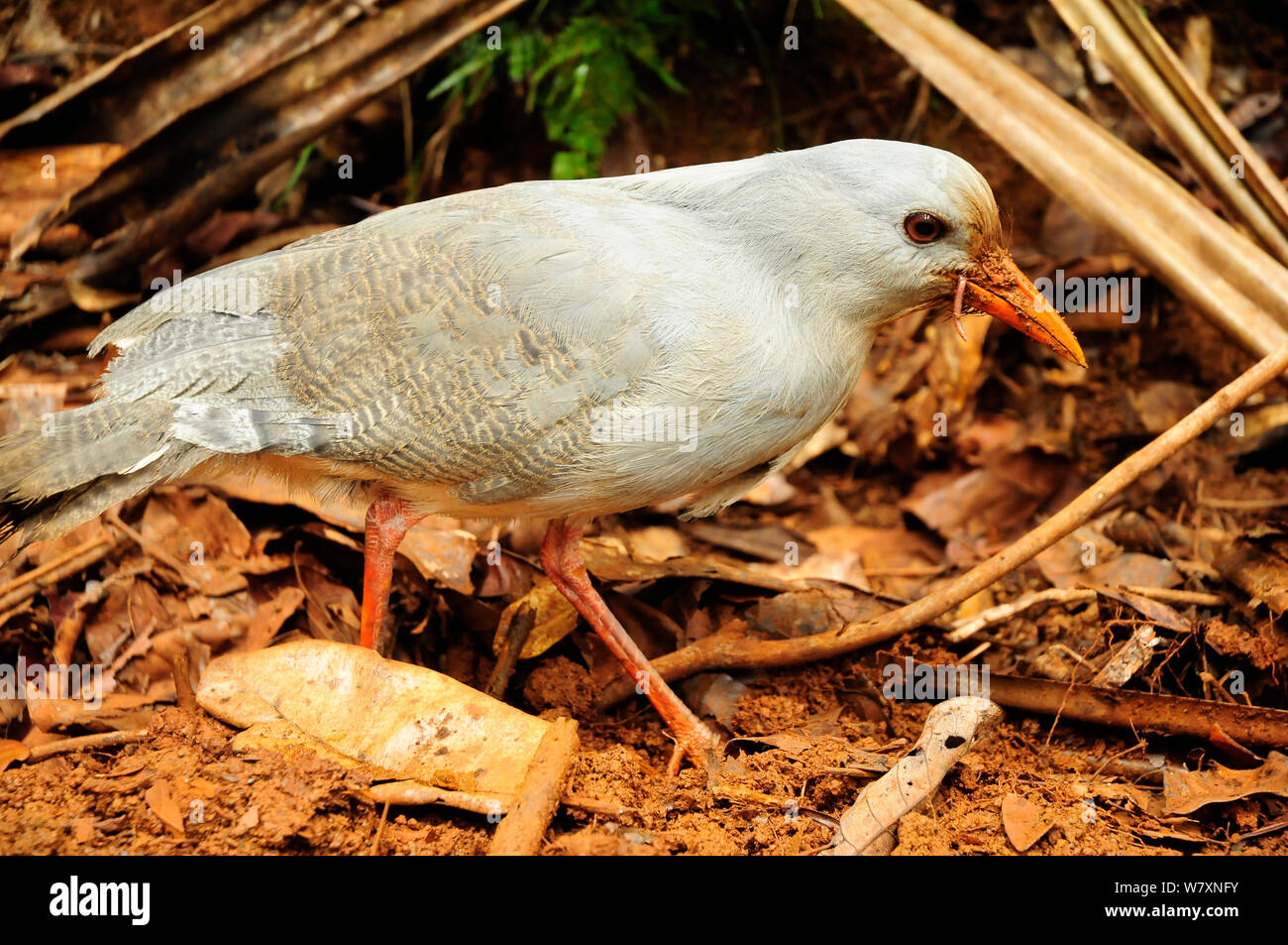 La Kagu Imagenes De Stock La Kagu Fotos De Stock Alamy