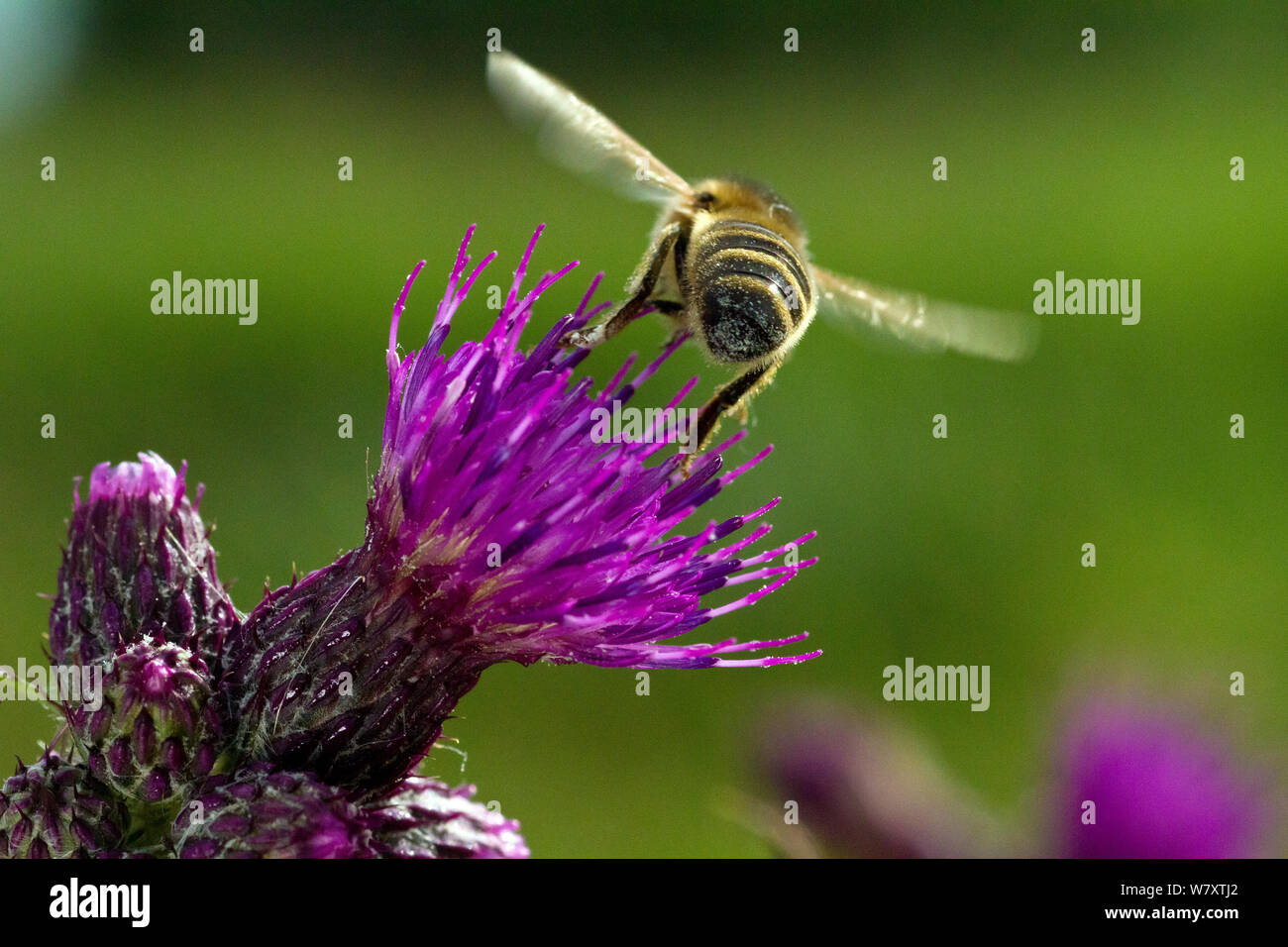 Miel de abejas (Apis mellifera) en vuelo sobre el Pantano de cardo (Cirsium palustre) Flor, jamón reserva RSPB pared cerca de Glastonbury, Somerset, Reino Unido, junio. Foto de stock