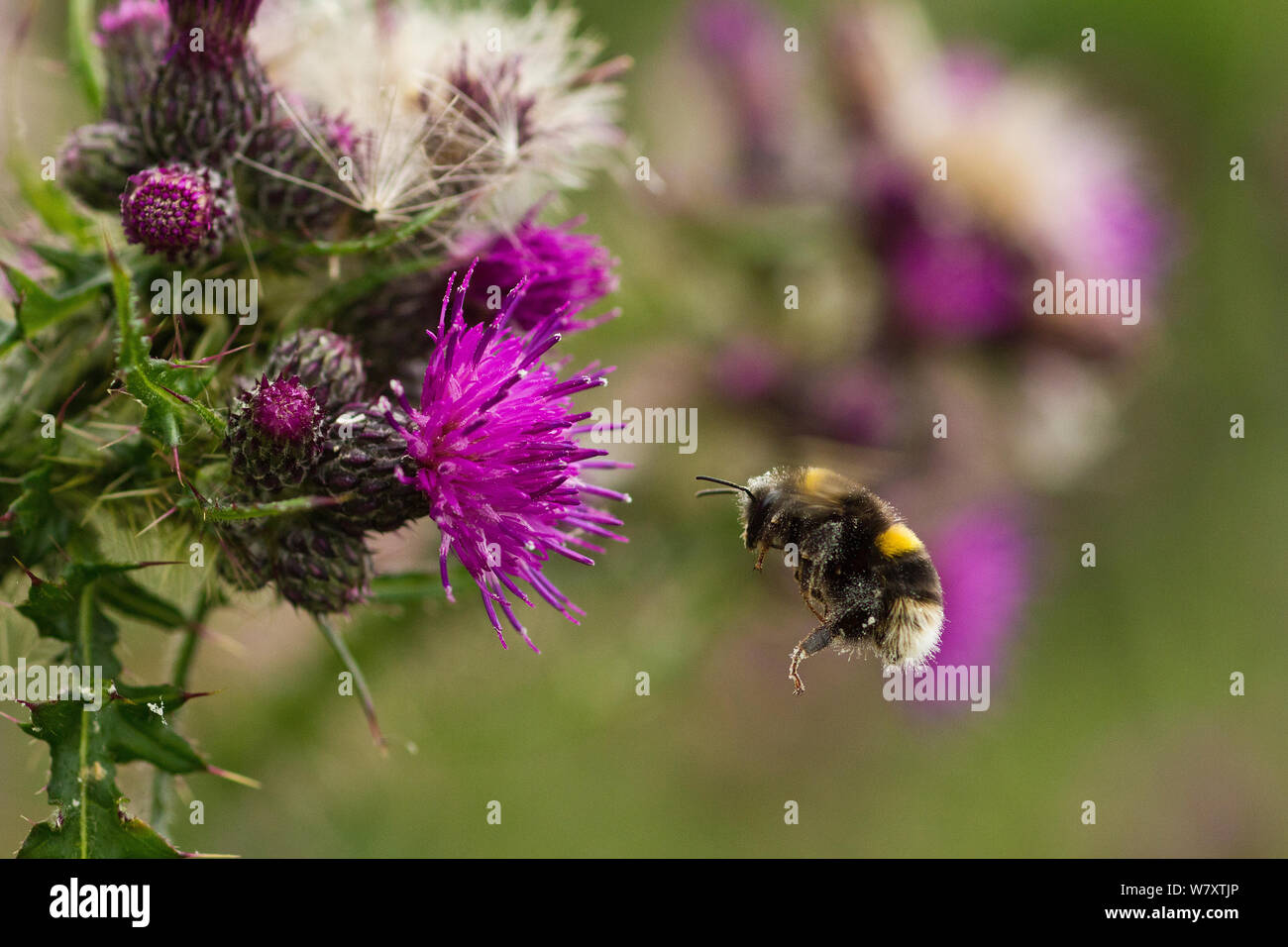 Cola blanca de abejorros (Bombus lucorum) en vuelo, acercándose a flor de pantano (cardo Cirsium palustre). Jamón reserva RSPB pared cerca de Glastonbury, Somerset, Reino Unido, junio. Foto de stock