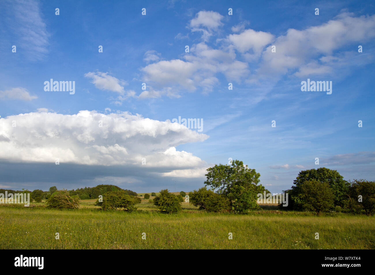 El Canciller&#39;s reserva Agrícola, dirigido por Somerset Wildlife Trust usando los tradicionales métodos de gestión agrícola para mantener los prados de flores ricas en especies. En el Mendips cerca de Priddy, Somerset, Reino Unido, junio de 2014. Foto de stock