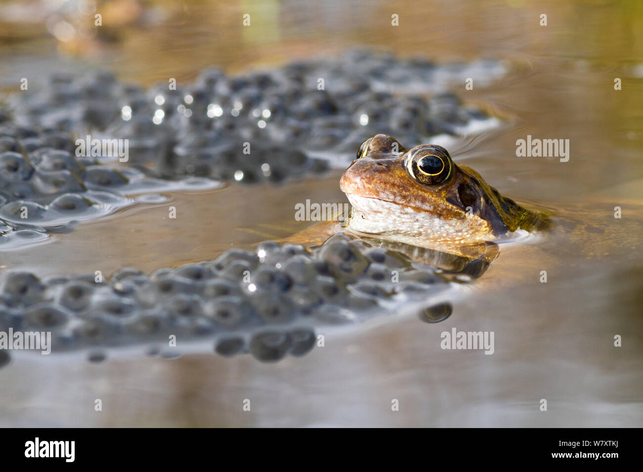 Rana común (Rana temporaria) en el estanque de jardín con frogspawn. Winscombe, Somerset, Reino Unido, marzo. Foto de stock