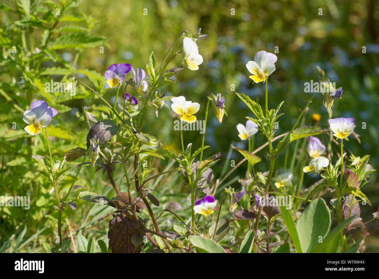Wild Pansy, Heartsease, Viola tricolor, la sencillez de corazón, Sussex, Reino Unido. Julio Foto de stock
