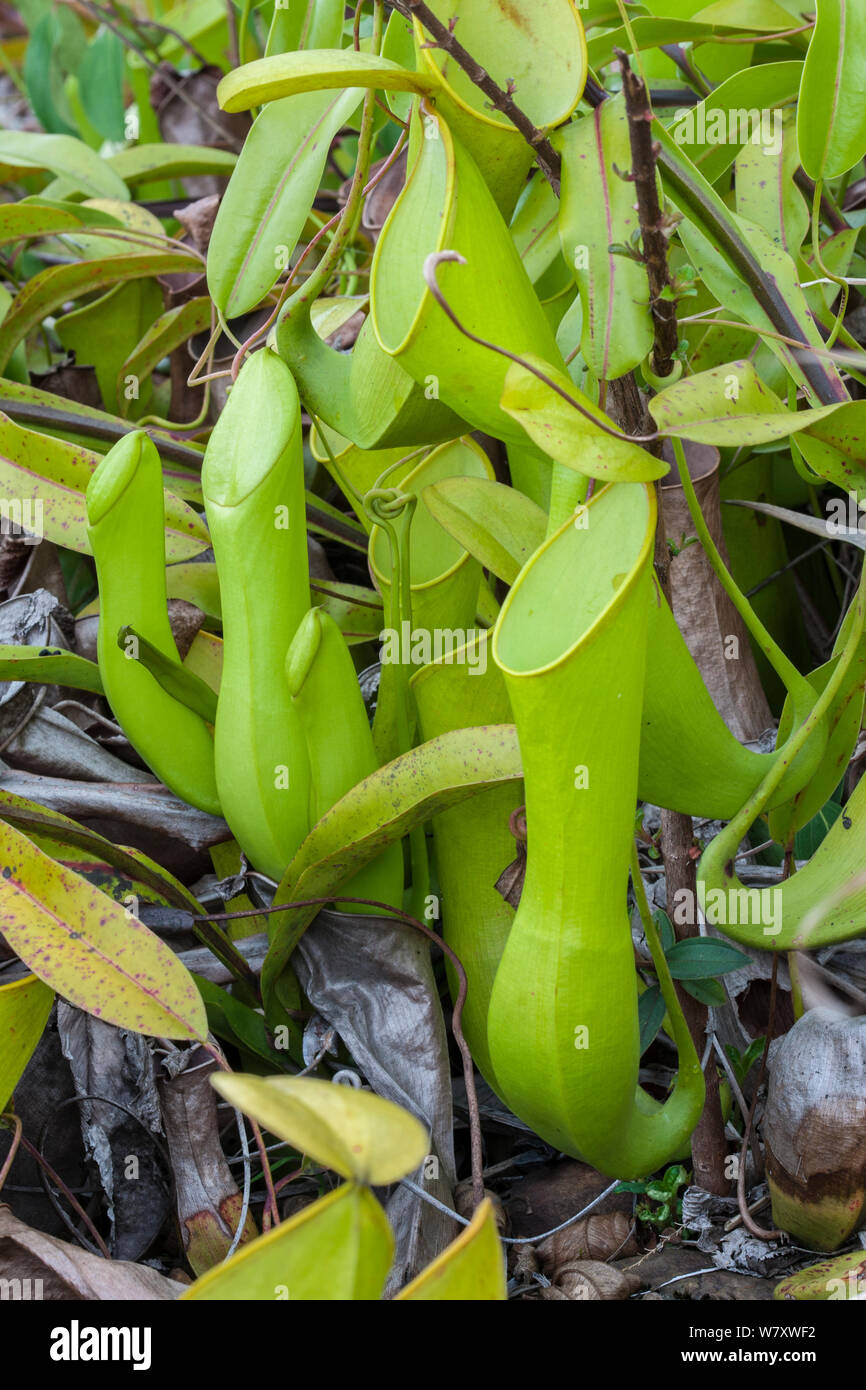 Pitcher plant (Nepenthes reinwardtiana) Sabah, Borneo. Foto de stock